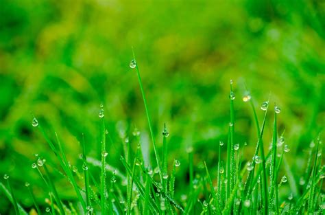 grass background images